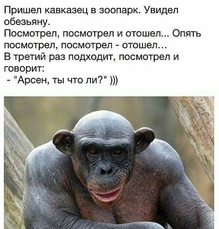 Пришел кавказец в зоопарк Увидел обезьяну Посмотрел посмотрел и отошел Опять посмотрел посмотрел отошел В третий раз подходит посмотрел и говори Арсен ты что ли