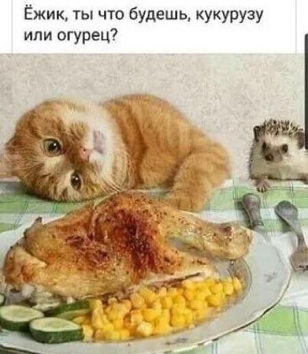 Ёжик ты что будешь кукурузу или огурец
