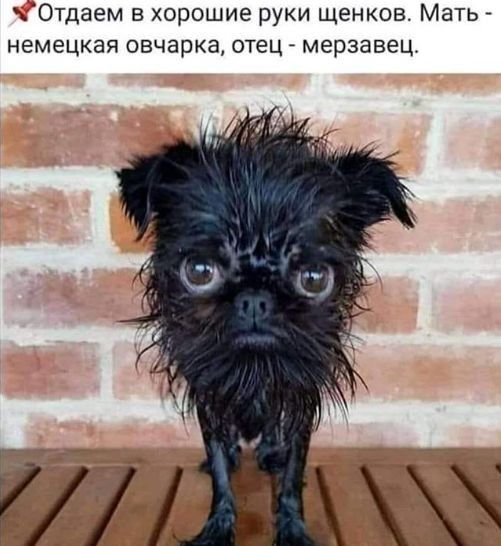0тдаем в хорошие руки щенков Мать немецкая овчарка отец мерзавец