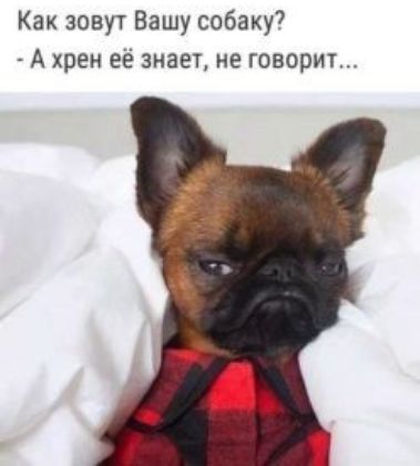 Как зовут Вашу собаку7 А хрен её знает не говорит