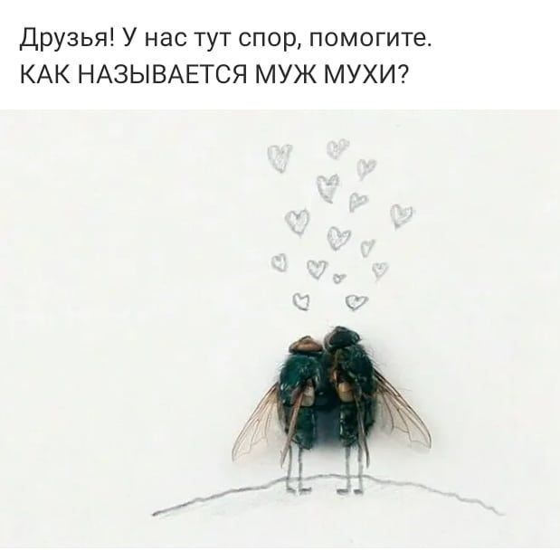Друзья У нас тут спор помогите КАК НАЗЫВАЕТСЯ МУЖ МУХИ