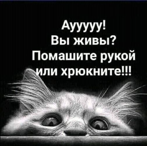 АУУУУУ Вы живы Помашите рукой ли хрюкните