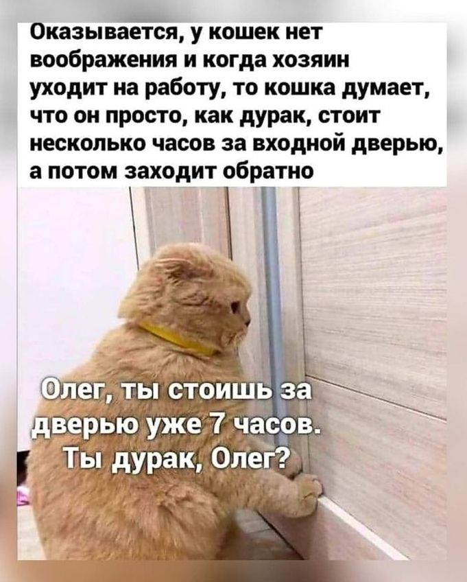 Оказывается у кошек нет воображения и когда хозяин уходит на работу то кошка думает что он просто как дурак стоит несколько часов за входной дверью а ПОТОМ заходит обратно Т