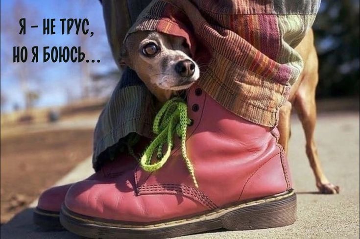Я ТРУБ но Я БОЮОЪ