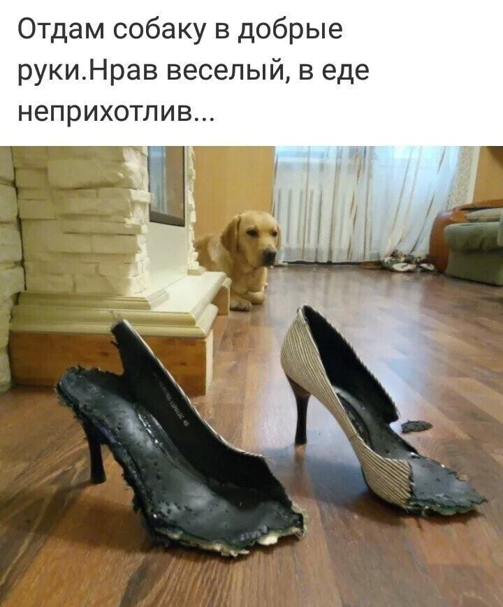 Отдам собаку в добрые рукиНрав веселый в еде неприхотлив