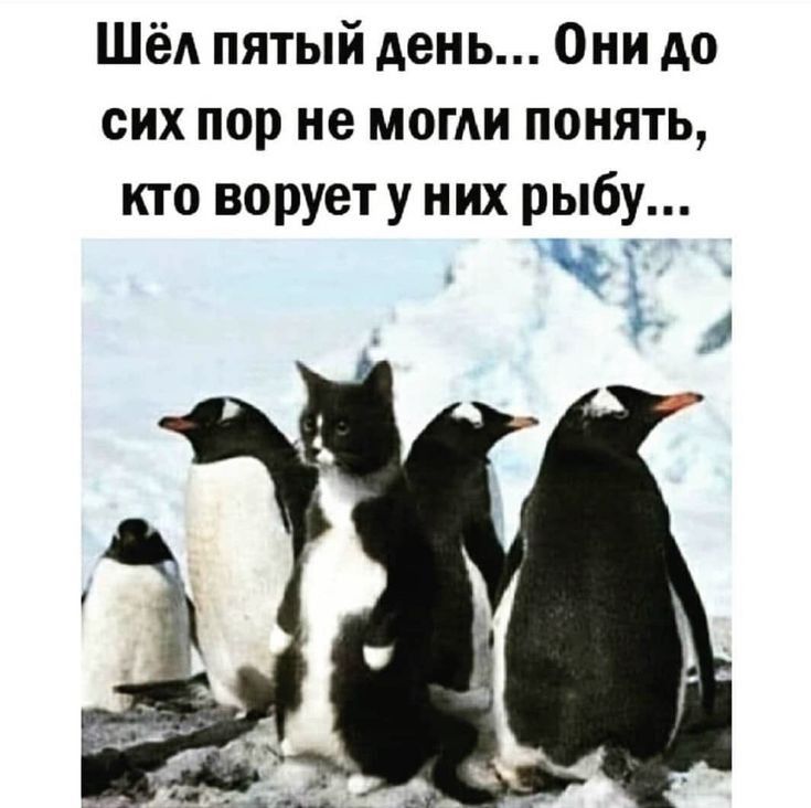 Шёд пятый день Они до сих пор не могли понять кто воруету них рыбу и