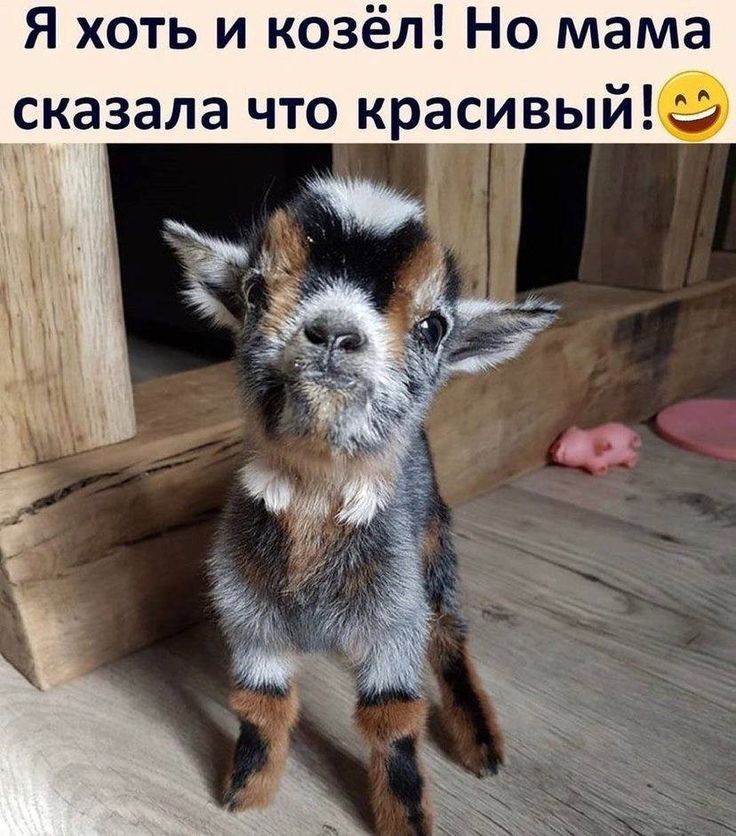Я хоть и козёл Но мама