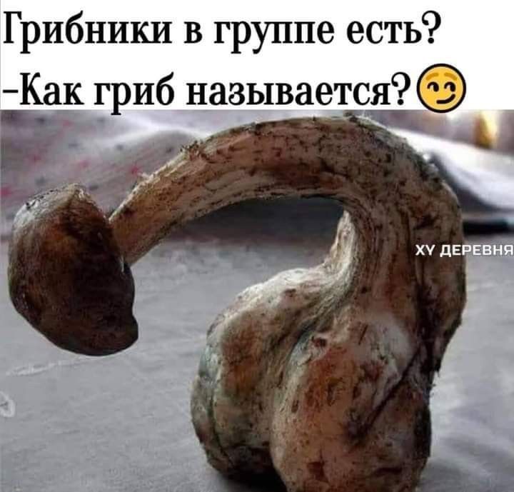 Грибники в группе есть Как гриб называется