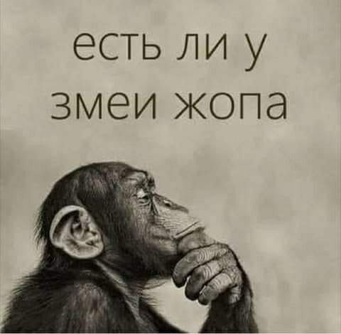 есть ли у змеи жопа