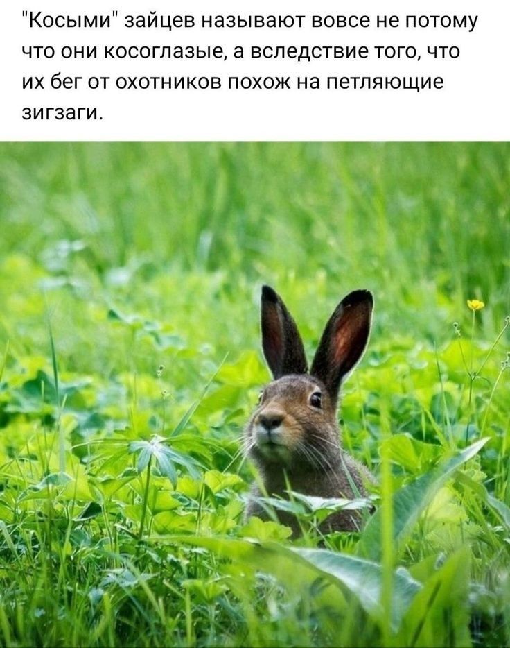 Касыми зайцев называют вовсе не потому что они косоглазые а вследствие того что их бег от охотников похож на петляющие зигзаги