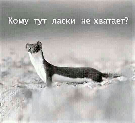 КомУ ТУТ ласки не хватает