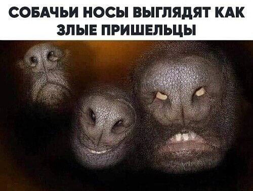 СОБАЧЬИ ОСЫ ВЫГЛЯДЯТ КАК ЗЛЫЕ ПРИШЕПЬЦЫ ч