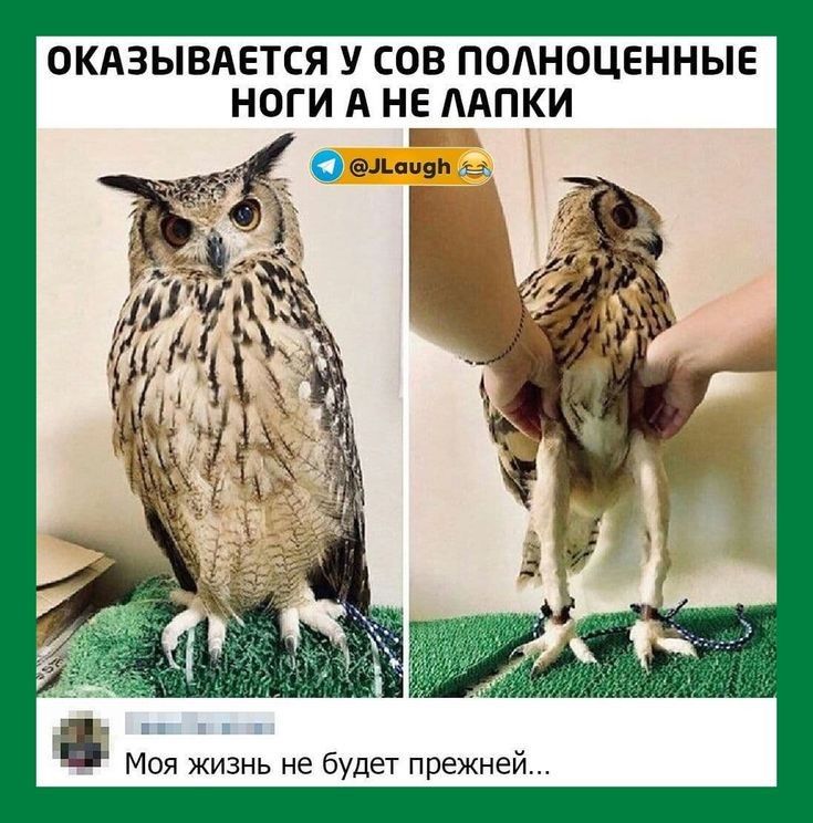 ОКАЗЫВАЕТСЯ У СОВ ПОАНОЦЕННЫЕ НОГИ А НЕ ААПКИ 51 м не будет реей