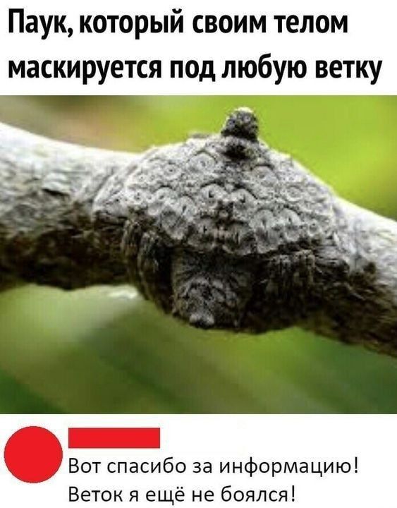 Паук который своим телом маскируется под любую ветку Вот спасибо за информацию Веток я ещё не боялся