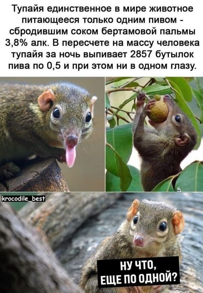 Тупайя единственное в мире животное питающееся только одним пивом сбродившим соком бертамсвсй пальмы 38 апкт В пересчете на массу человека тупайя за ночь выпивает 2857 бутылок пива по 05 и при этом ни в одном глазу Кгосокте іі
