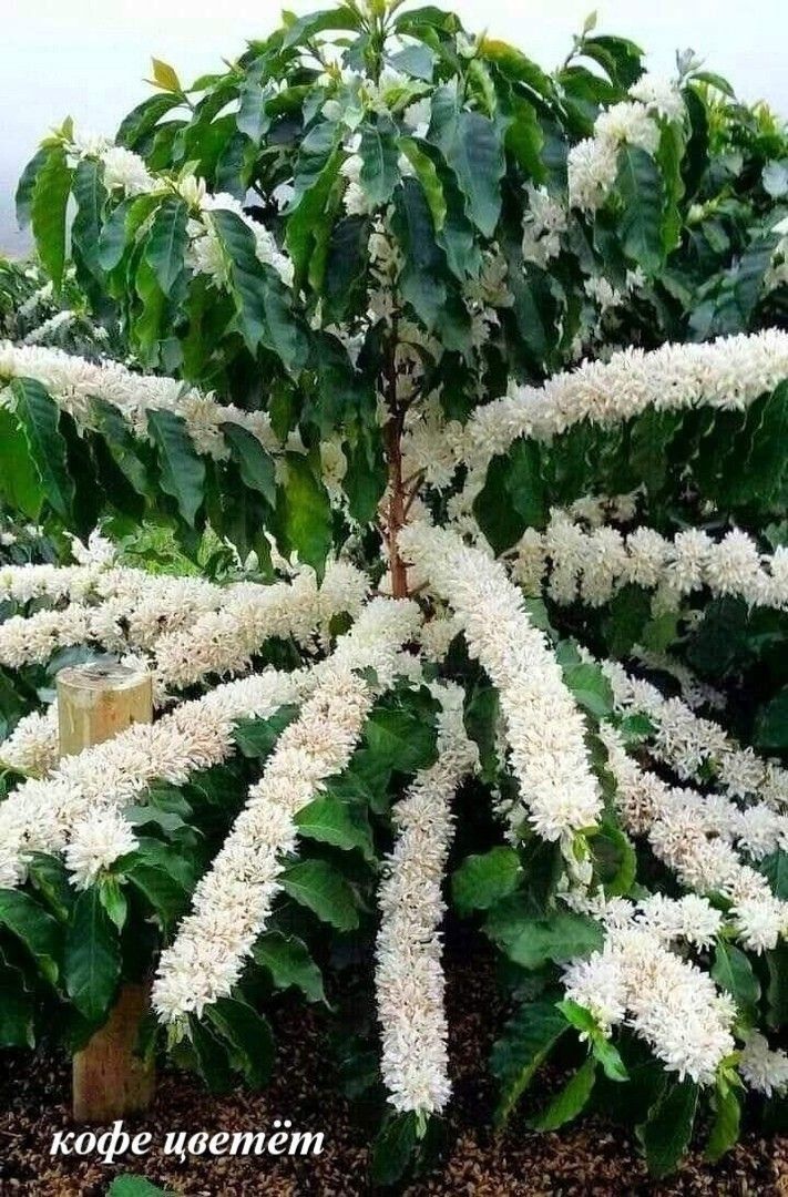 кофе цветёт