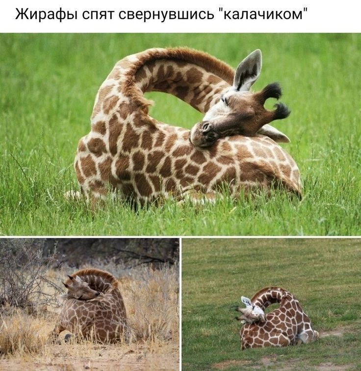 Жирафы тсвернувшись калачиком