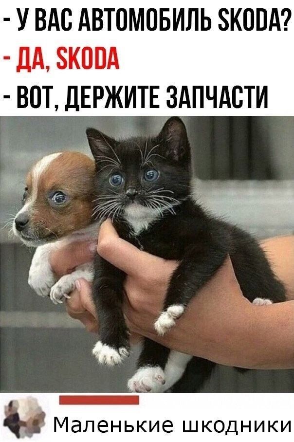 У ВАС АВТОМОБИЛЬ ЗКОВА дА ЗКОПА ВПТ ДЕРЖИТЕ ЗАПЧАСТИ _ Маленькие шкодники
