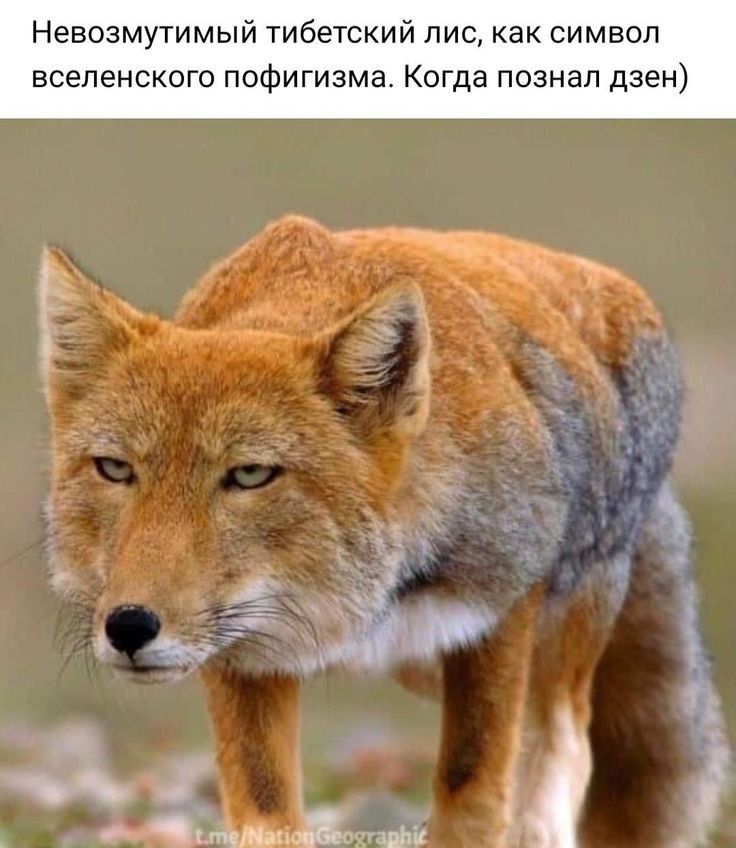 евозмутимы тибетск ис как символ вселенского пофигизма Когда познал дзен