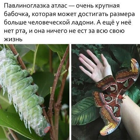 Павлиноглазка атлас мочень крупная бабочка которая может достигать размера больше человеческой ладони А еще у неё нет рта и она ничего не ест за всю свою ЖИЗНЬ