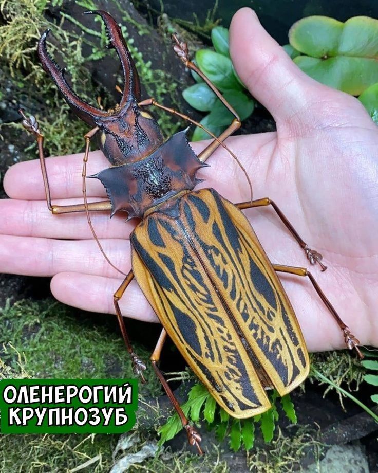 одвнврогии крупнозув