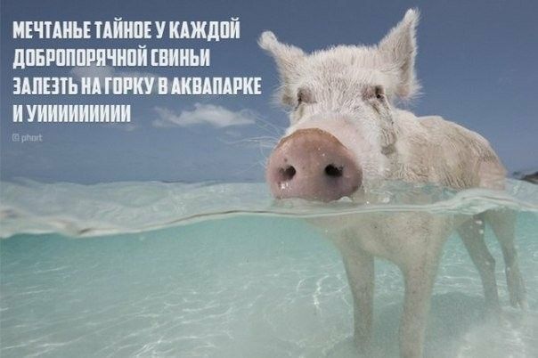 игчииьшішукджлпі пиши чпішиьи шать тиши _
