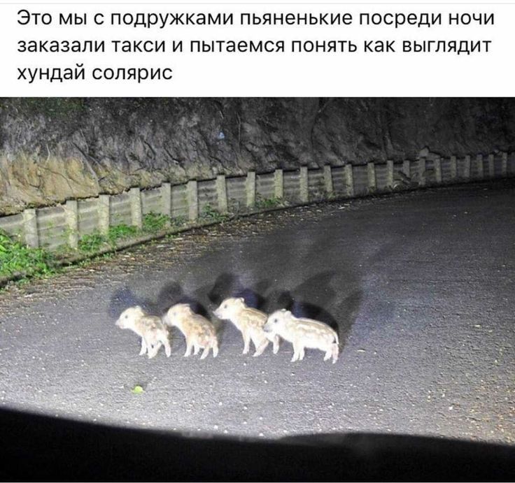 Это мыс подружками пьяненькие Посреди ночи заказали Такси и пытаемся понять как выглядит хундай Солярис