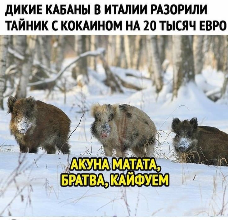дИКИЕ КАБАНЫ В ИТАЛИИ РАЗОРИЛИ ТАИНИК С КОКАИНОМ НА 20 ТЫСЯЧ ЕВРО гг 153