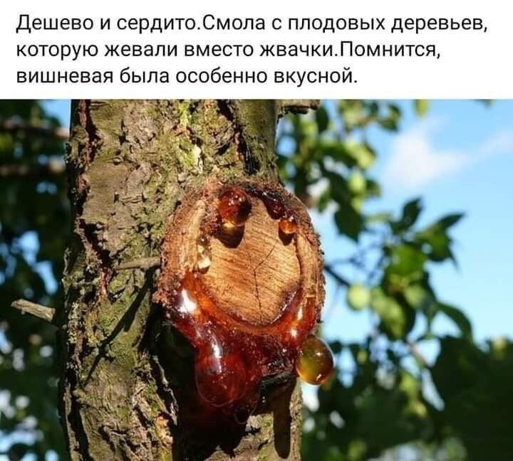 Дешево и сердито Смола с плодовых деревьев которую жевали вместо жвачки Помнится вишневая была особенно вкусной