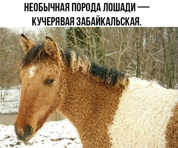 НЕПБЫЧНАЯ ППРПДА ЛПШАЛИ КУЧЕРЯВЯЗАБАЙКАЛЬЕКАЯ