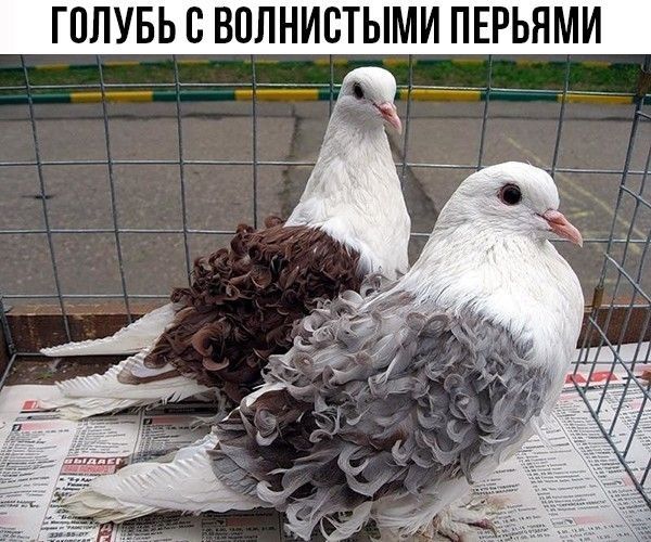 ГППУБЬ П ВППНИВТЫМИ ПЕРЬНМИ