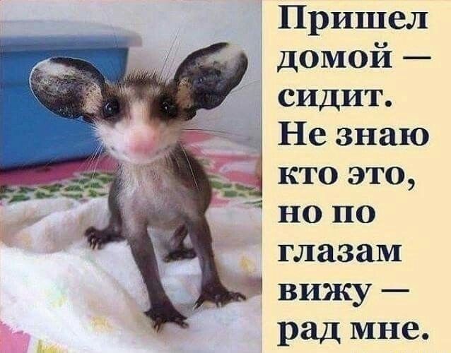 Пришел домой сидит Не знаю д _ кто это но по глазам вижу рад мне