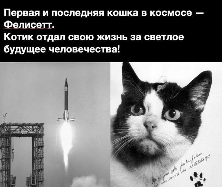 Первая и последняя кошка в космосе Фелисетг Котик отдал свою жизнь за светлое будущее человечест