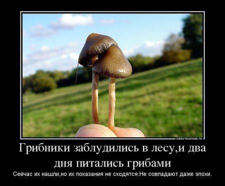Грибпики заблудились в лесуъи два ЛПЯ ПИТЦЛИСЬ грибами сеичас их нашли на показаний из под совпадаюу даже эпохи