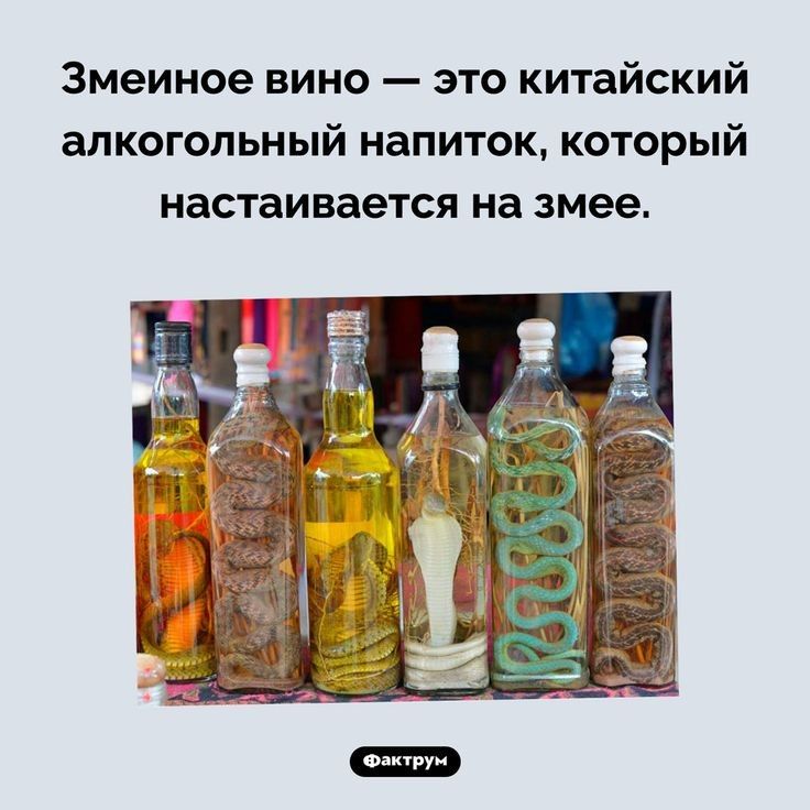 Змеиное вино это китайский алкогольный напиток который настаивается на змее