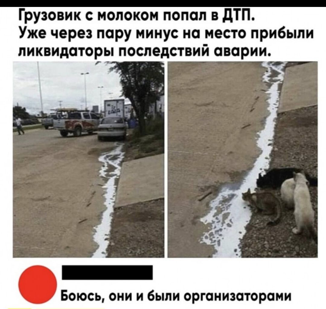 Грузовик молоком попал дТП Уже через пару минус на место прибыли ПИКПИЛПТОРЫ ПОСЛЕДСТПИЙ ПВОРИИ Боюсь они и были оргаиишторпни