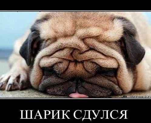 __ ШАРИК СДУЛСЯ