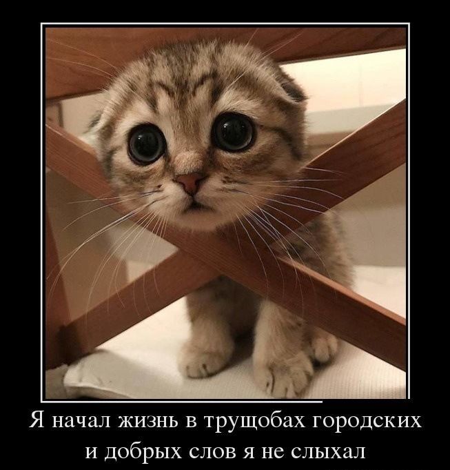 Я начал жизнь в трущобах городских и добрых слов я не слыхал