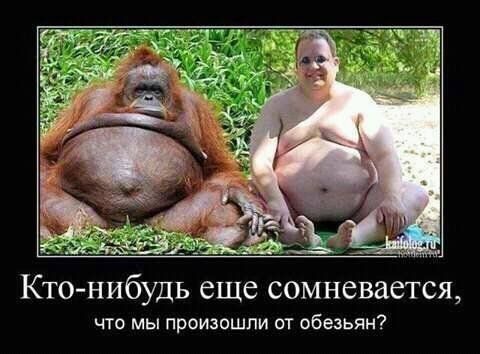 Кто нибудь еще сомневается что мы произошли от обезьян