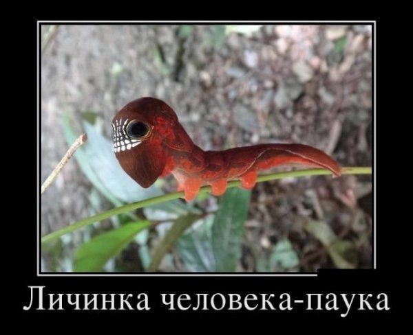 личинка ЧСЛОВСК а паука
