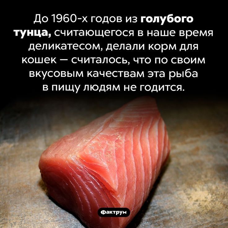 до 1960х годов из голубого тунца СЧИТЭЮЩЕГОСЯ В наше время деликатесом делали КОРМ дЛЯ кошек СЧИТаЛОСЬ ЧТО ПО СВОИМ ВКУСОВЫМ качествам эта рыба в пищутодям не годится