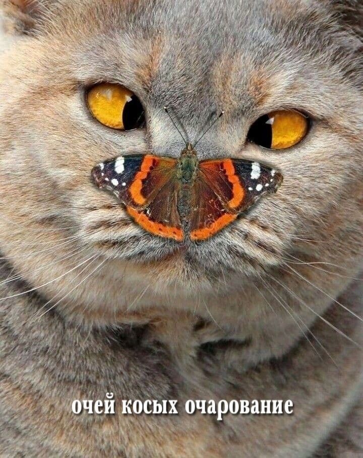 а ей косых очарование