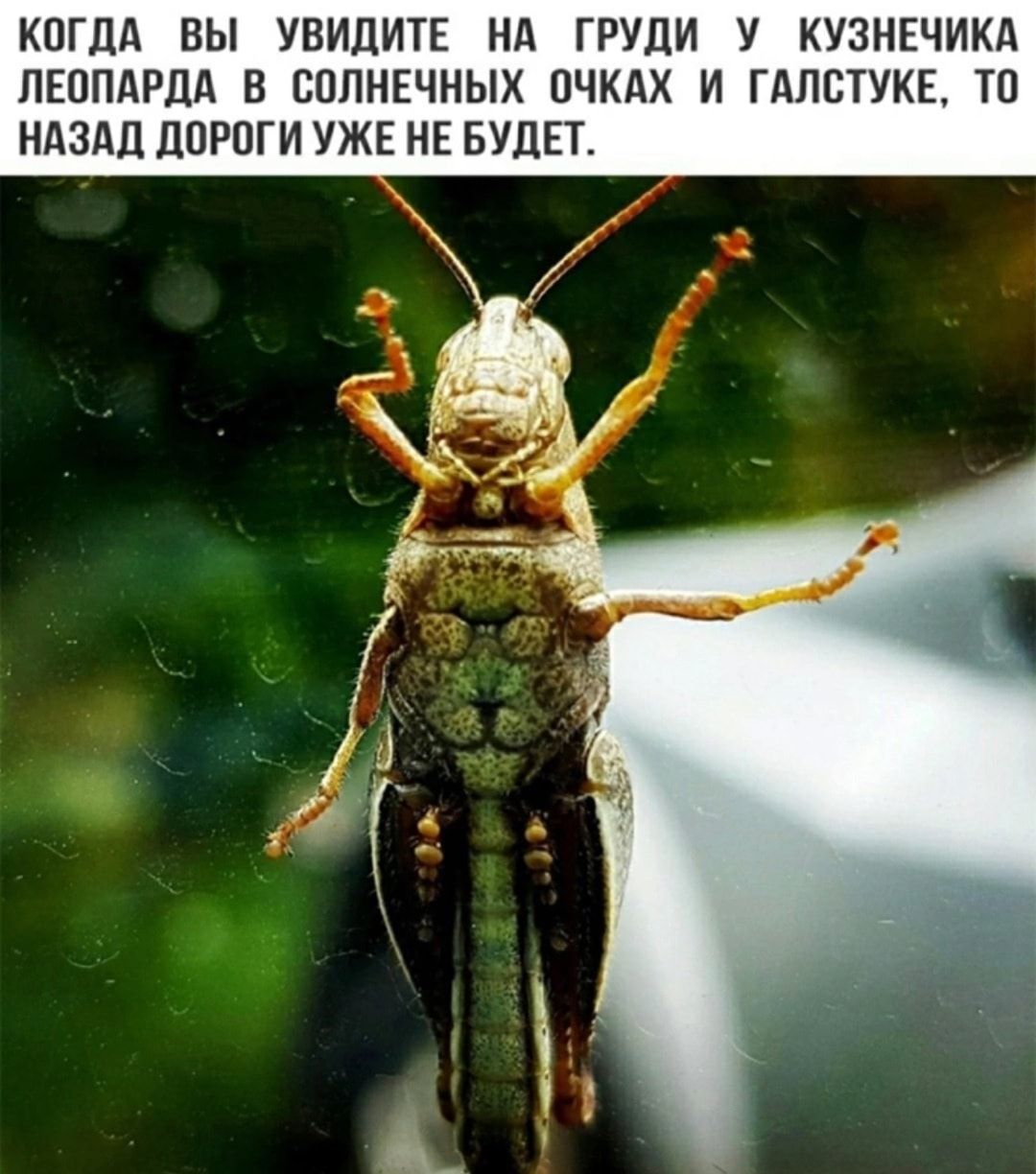 КОГДА ВЫ УВИЦИТЕ ГРУДИ У КУЗНЕЧИКА ПЕОПАРДА ВППНЕЧНЫХ ПЧКАХ И ГАПСТУКЕ ТП НАЗАЦ ЦП УЖЕ НЕ БУДЕТ