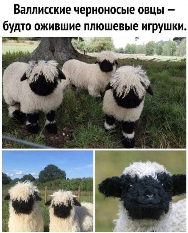ВЗЛЛИССКИЕ черноносые ОВЦЫ бУдТО ОЖИВШИЕ плюшевые ИГРУШКИ 0
