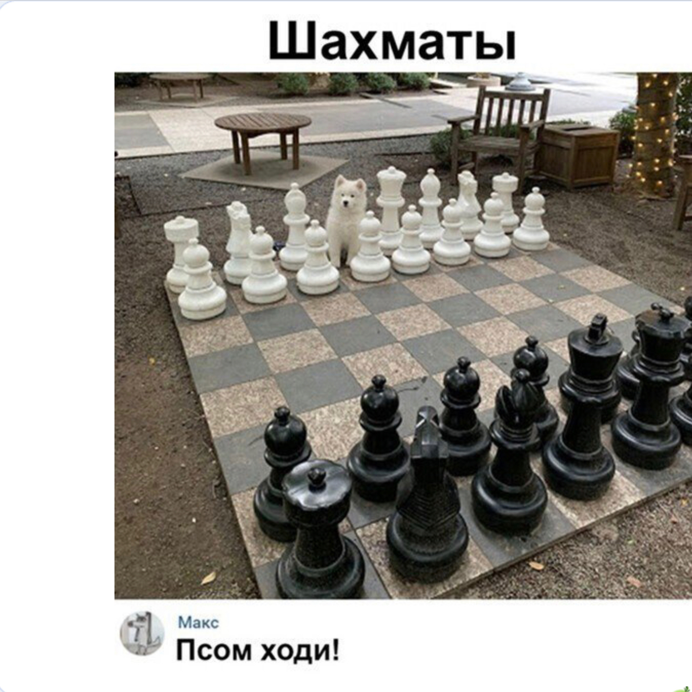 в Макс 1 Псом ходи