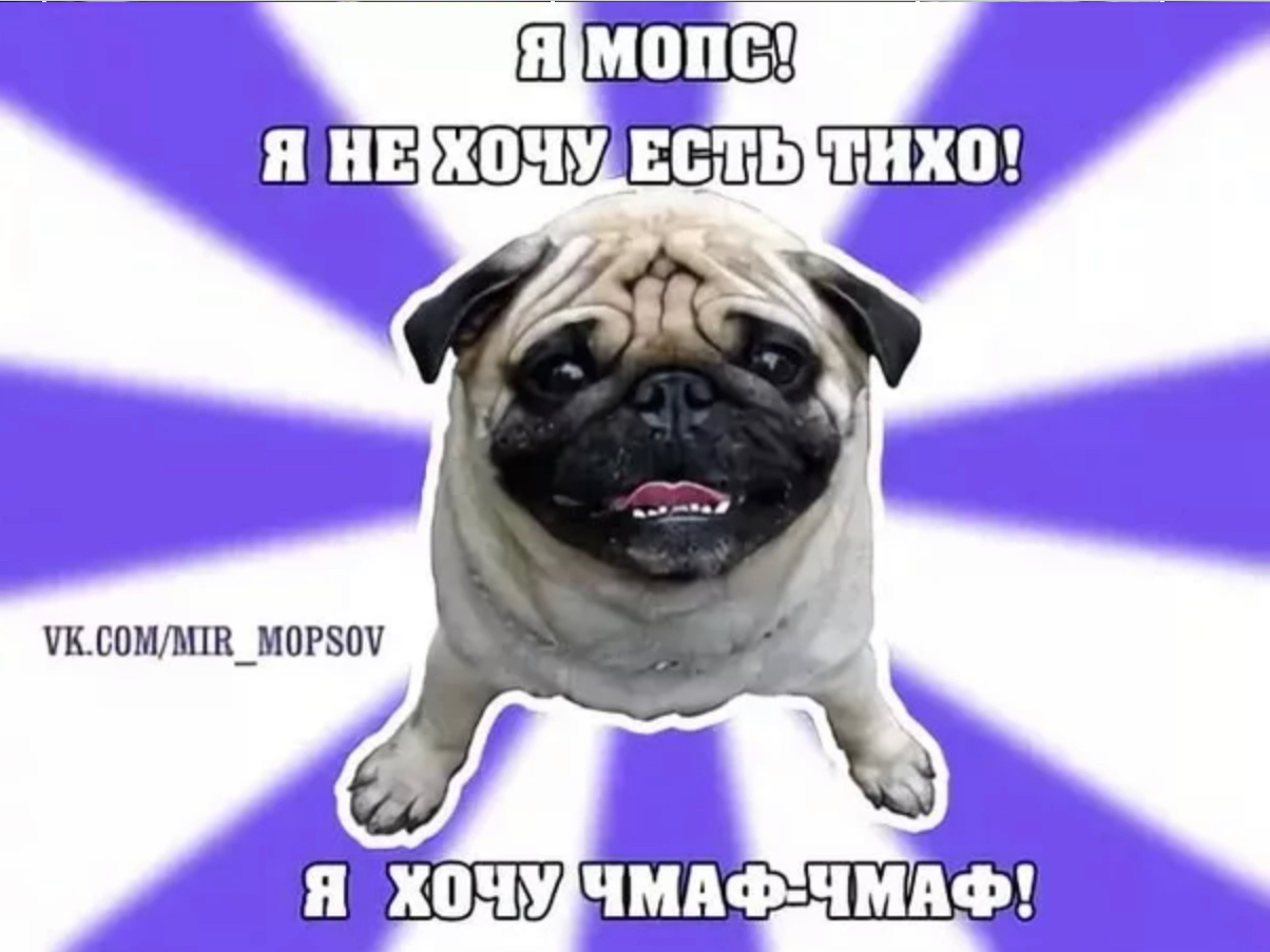 Смешные Фотографии Про Мопсов