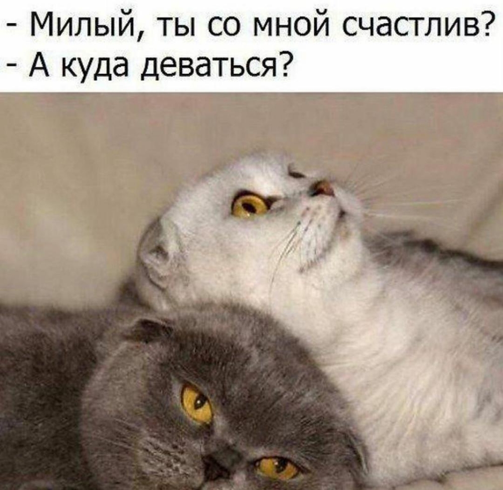 Милый ты со мной счастлив А куда деваться