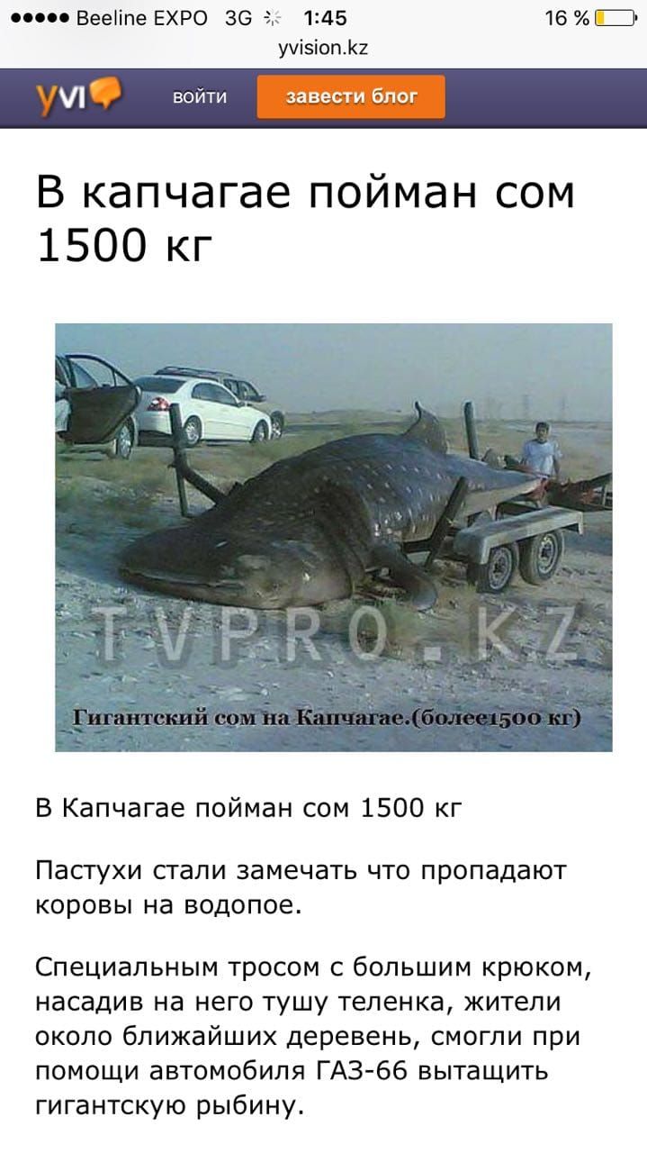 пп Вееііпе ЕХРО зо 145 16 Ш ууізіоп12 войти завести блог В капчагае пойман сом 1500 кг В Капчагае пойман сом 1500 кг Пастухи СТЭЛИ ЗВМЕЧЭТЬ ЧТО ПРОПЗДЗЮТ коровы НЗ ВОДОПОЕ Специальным тросом с большим крюком насадив на него тушу теленка жители около ближайших деревень смогли при помощи автомобиля ГАЗ 66 вытащить гигантскую рыбину