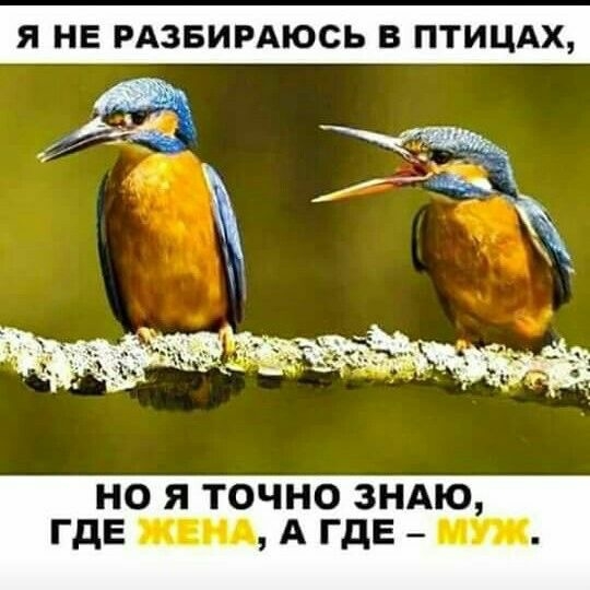 Я НЕ РАЗБИРАЮСЬ В ПТИЦАХ НО Я ТОЧНО ЗНАЮ ГДЕ А ГДЕ