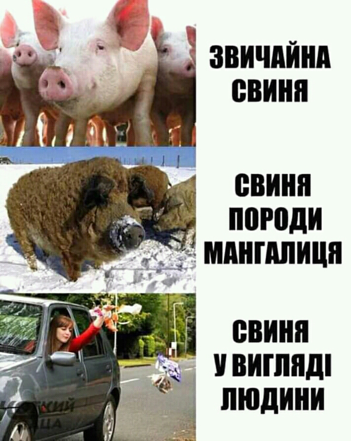 11 Ш і ВВИНЯ ВИШЯШ людини